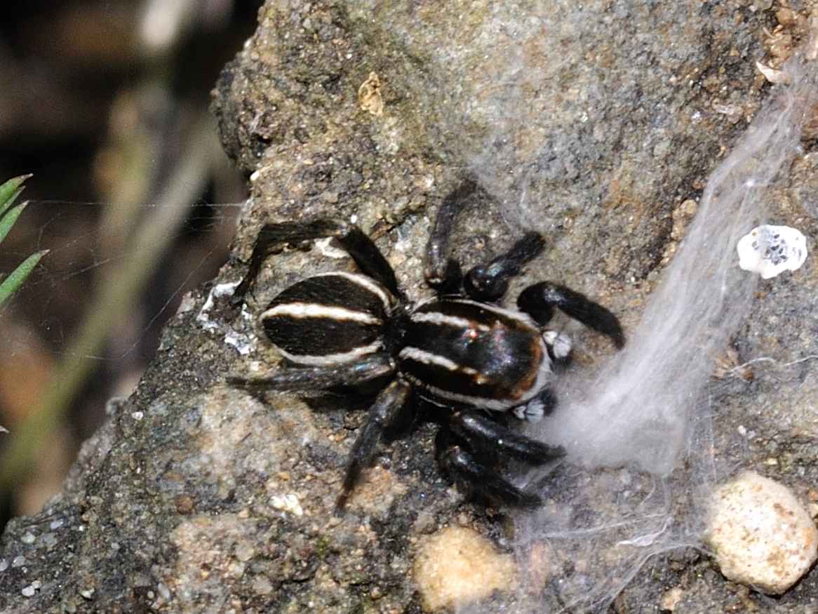 Phlegra bresnieri